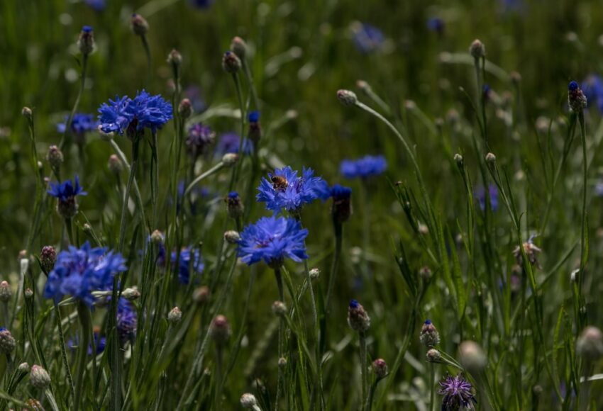 Photo cornflower color